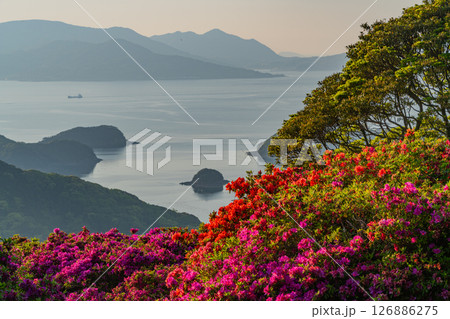 （長崎県）長串山公園　満開のツツジの向こうに北九十九島・夕陽 126886275