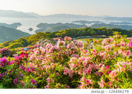 （長崎県）長串山公園　満開のツツジの向こうに北九十九島・夕陽 126886279