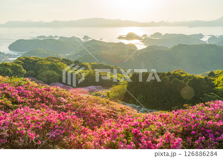 （長崎県）長串山公園　満開のツツジの向こうに北九十九島・夕陽 126886284