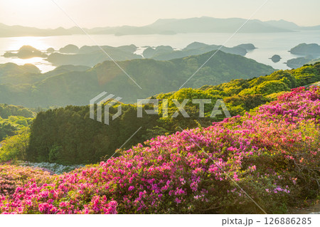 (長崎県)長串山公園 満開のツツジの向こうに北九十九島・夕陽 (長崎県)長串山公園 満開のツツジの向こうに北九十九島・夕陽 126886285