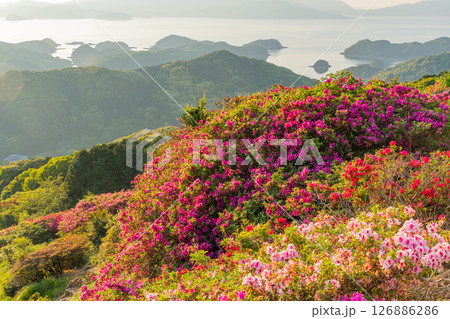 (長崎県)長串山公園 満開のツツジの向こうに北九十九島・夕陽 (長崎県)長串山公園 満開のツツジの向こうに北九十九島・夕陽 126886286
