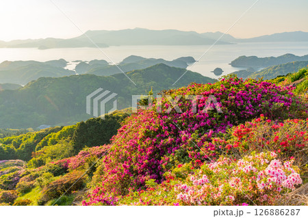 （長崎県）長串山公園　満開のツツジの向こうに北九十九島・夕陽 126886287