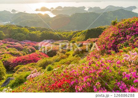 (長崎県)長串山公園 満開のツツジの向こうに北九十九島・夕陽 (長崎県)長串山公園 満開のツツジの向こうに北九十九島・夕陽 126886288