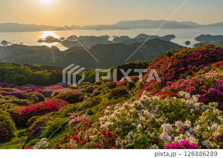 （長崎県）長串山公園　満開のツツジの向こうに北九十九島・夕陽 126886289