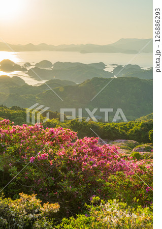 （長崎県）長串山公園　満開のツツジの向こうに北九十九島・夕陽 126886293