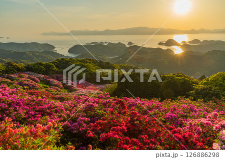 (長崎県)長串山公園 満開のツツジの向こうに北九十九島・夕陽 (長崎県)長串山公園 満開のツツジの向こうに北九十九島・夕陽 126886298