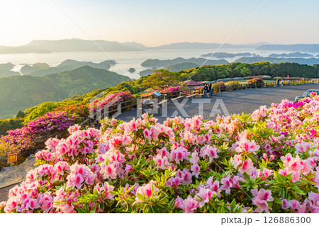 (長崎県)長串山公園 満開のツツジの向こうに北九十九島・夕陽 (長崎県)長串山公園 満開のツツジの向こうに北九十九島・夕陽 126886300