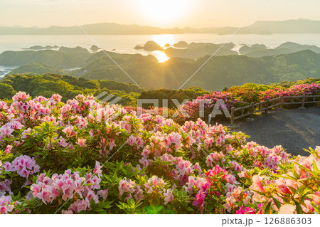 (長崎県)長串山公園 満開のツツジの向こうに北九十九島・夕陽 (長崎県)長串山公園 満開のツツジの向こうに北九十九島・夕陽 126886303