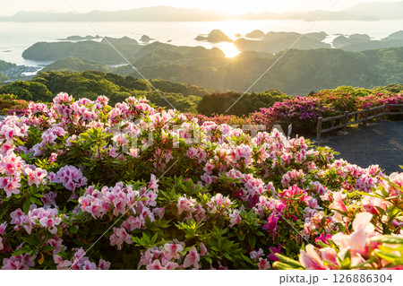 （長崎県）長串山公園　満開のツツジの向こうに北九十九島・夕陽 126886304