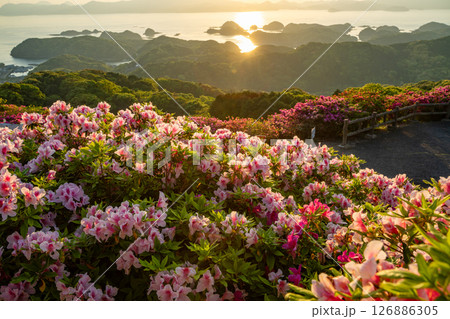 (長崎県)長串山公園 満開のツツジの向こうに北九十九島・夕陽 (長崎県)長串山公園 満開のツツジの向こうに北九十九島・夕陽 126886305