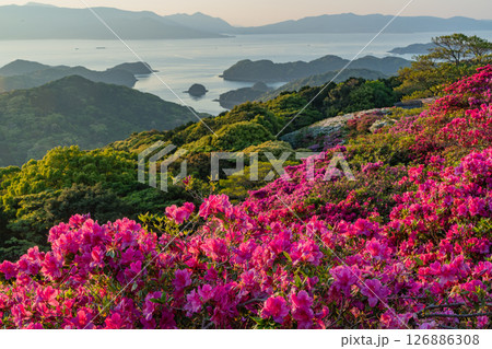（長崎県）長串山公園　満開のツツジの向こうに北九十九島・夕陽 126886308