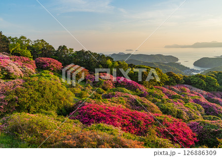 （長崎県）長串山公園　満開のツツジの向こうに北九十九島・夕陽 126886309