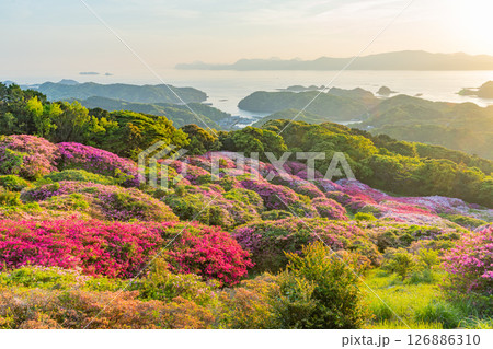 （長崎県）長串山公園　満開のツツジの向こうに北九十九島・夕陽 126886310