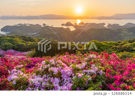 (長崎県)長串山公園 満開のツツジの向こうに北九十九島・夕陽 (長崎県)長串山公園 満開のツツジの向こうに北九十九島・夕陽 126886314