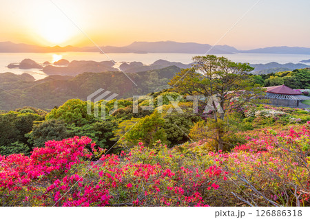 （長崎県）長串山公園　満開のツツジの向こうに北九十九島・夕陽 126886318
