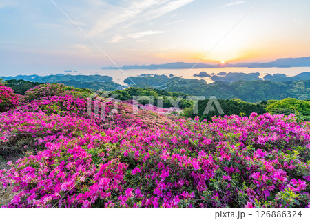 （長崎県）長串山公園　満開のツツジの向こうに北九十九島・夕陽 126886324