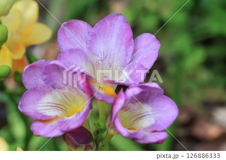 クローズアップ撮影したフリージアの花 126886333