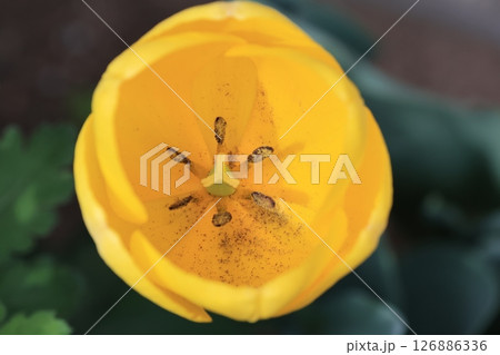 クローズアップ撮影した黄色いチューリップの花 126886336