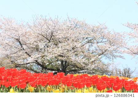 満開の桜と一面のチューリップ畑の広がる花の丘公苑の風景 満開の桜と一面のチューリップ畑の広がる花の丘公苑の風景 126886341