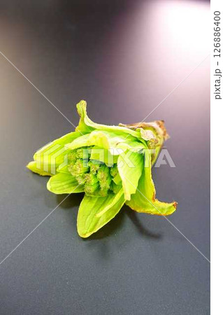 フキノトウ　ふきのとう　蕗の薹 126886400