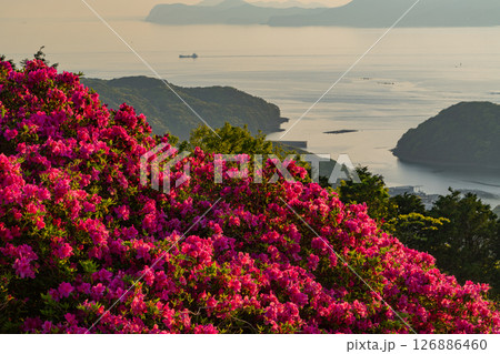 （長崎県）長串山公園　満開のツツジの向こうに北九十九島・夕景 126886460