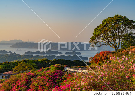 (長崎県)長串山公園 満開のツツジの向こうに北九十九島・夕景 (長崎県)長串山公園 満開のツツジの向こうに北九十九島・夕景 126886464