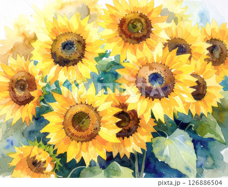 たくさんのヒマワリ　水彩画風 126886504