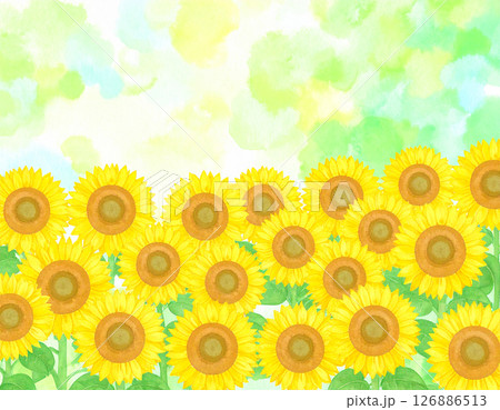 たくさんのヒマワリ　水彩画風 126886513