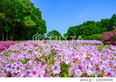 満開に咲くツツジ公園の風景 126886606