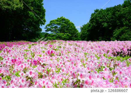 満開に咲くツツジ公園の風景 満開に咲くツツジ公園の風景 126886607