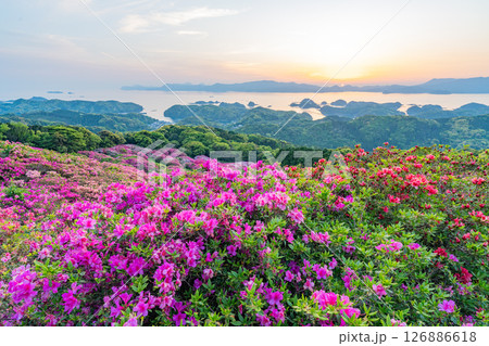 (長崎県)長串山公園 満開のツツジの向こうに北九十九島・夕陽 (長崎県)長串山公園 満開のツツジの向こうに北九十九島・夕陽 126886618