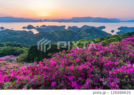 （長崎県）長串山公園　満開のツツジの向こうに北九十九島・夕陽 126886620