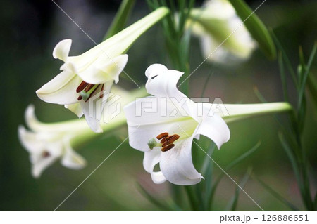 テッポウユリの花咲く 126886651