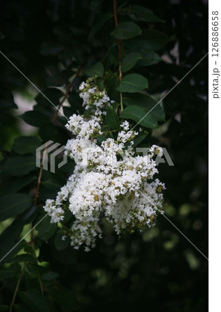 白いサルスベリの花 白いサルスベリの花 126886658