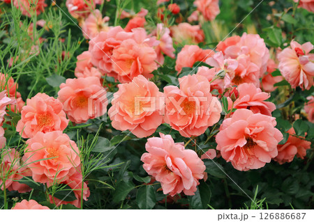 華やかなバラ 華やかなバラ 126886687