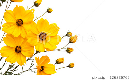 Bright yellow flowers on a transparent background for design use 126886763