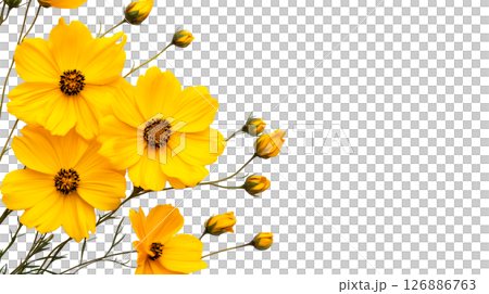 Bright yellow flowers on a transparent background for design use 126886763