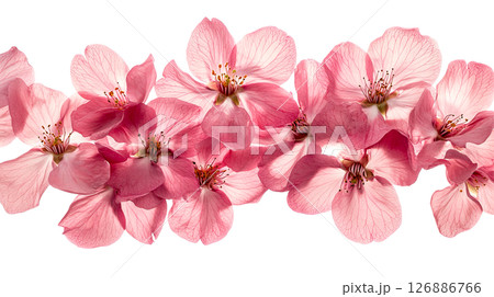 Pink cherry blossoms arranged on a transparent background 126886766