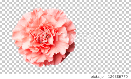 Pink carnation flower with soft petals in a delicate arrangement 126886770