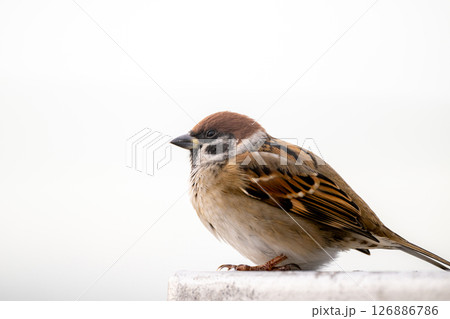 少しふっくらした横顔の可愛い雀 少しふっくらした横顔の可愛い雀 126886786