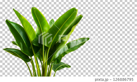 Tropical plant with large green leaves on a transparent background Tropical plant with large green leaves on a transparent background 126886795