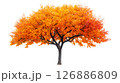 Orange and red autumn tree on a transparent background 126886809