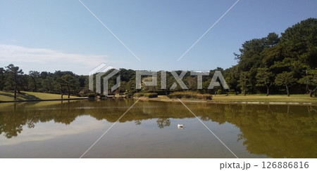 稲毛海浜公園浜ノ池に来た冬の渡り鳥ユリカモメ 126886816