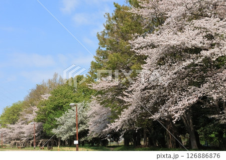 桜が満開となったさいたま市大宮花の丘公苑の風景 126886876