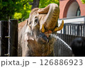 水を飲むゾウ 126886923