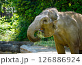 草をはむゾウ 126886924