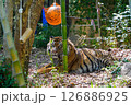 トラと謎の風船 126886925