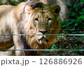 つかれた顔のライオン 126886926