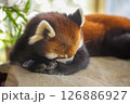 眠そうなレッサーパンダ 126886927