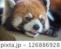 可愛いレッサーパンダ 126886928